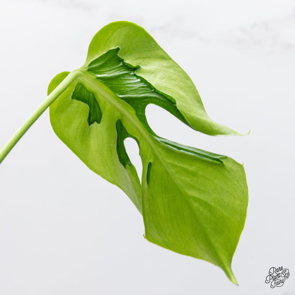 Monstera Deliciosa 'Hurricane' (wk50-UC)