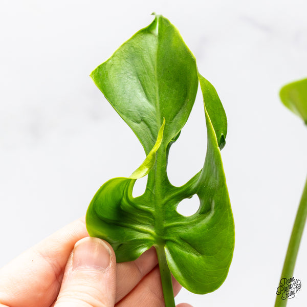 Monstera Deliciosa 'Hurricane' (wk50-UC)