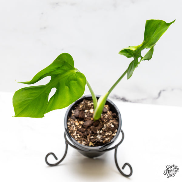 Monstera Deliciosa 'Hurricane' (wk50-UC)