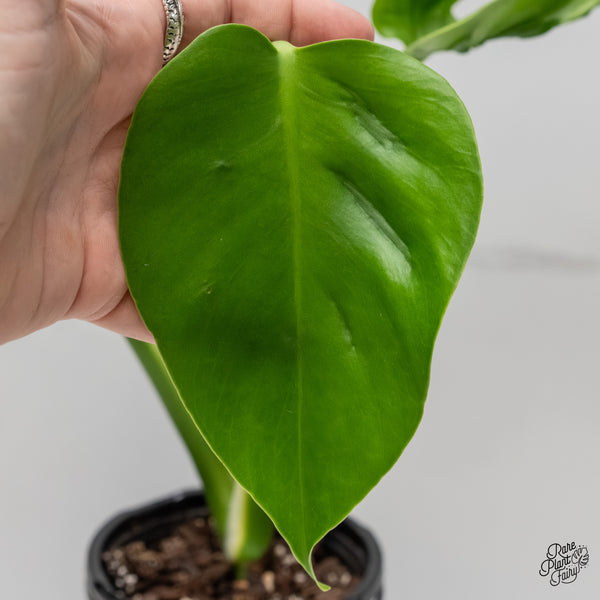 Monstera Deliciosa 'Hurricane' (wk6-UG)