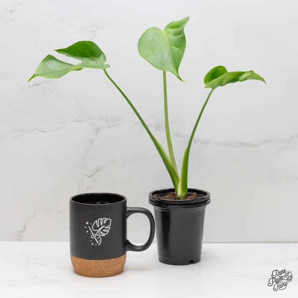 Monstera Deliciosa 'Hurricane' (wk6-UG)