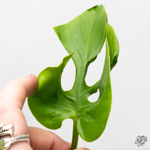 Monstera Deliciosa 'Hurricane' (wk6-UG)