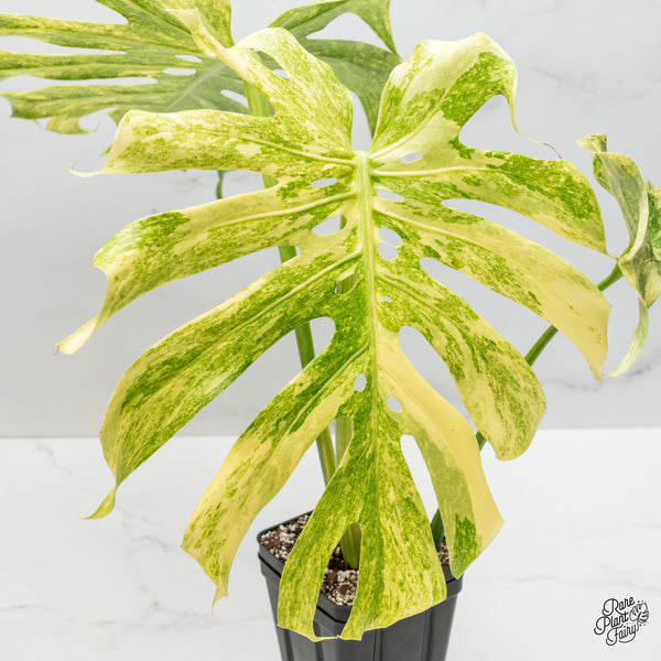 Monstera Deliciosa 'Legacy' (wk48-UI)