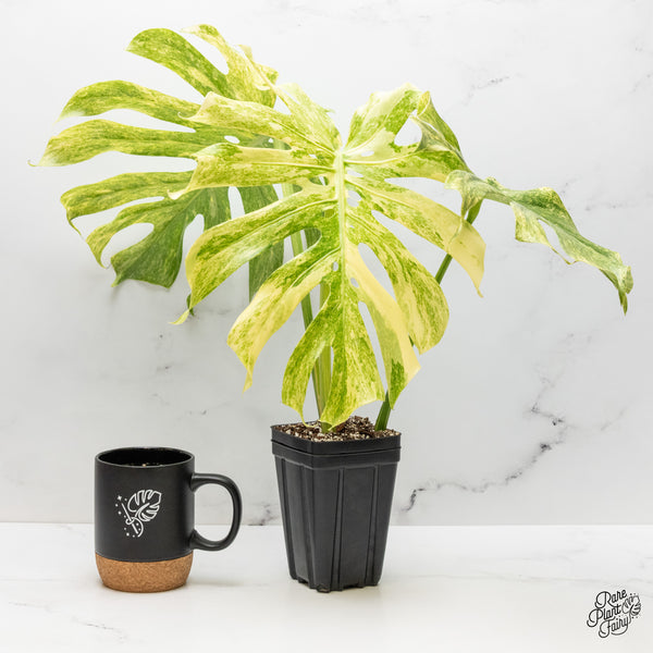 Monstera Deliciosa 'Legacy' (wk48-UI)