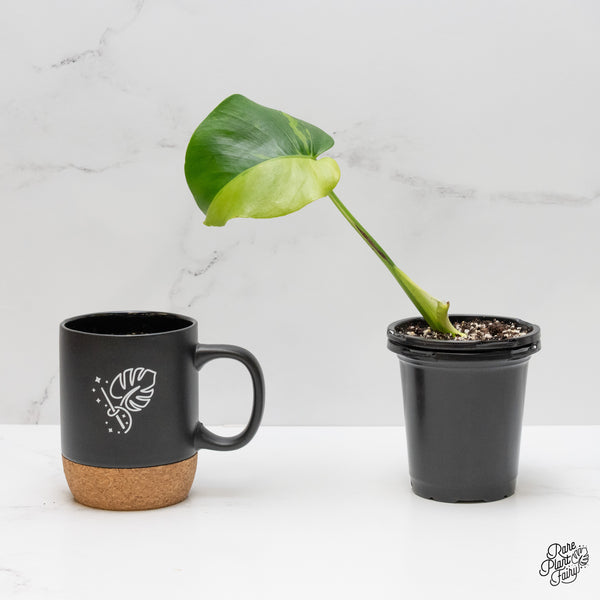 Monstera Deliciosa 'Light Lime' (wk52-UB)