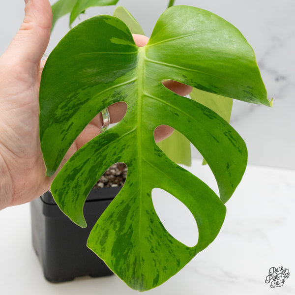 Monstera 'Light Lime' (wk49-UC)