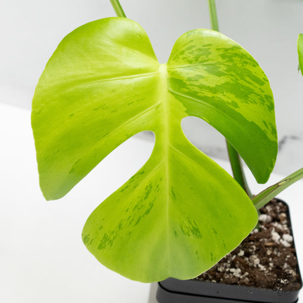 Monstera 'Light Lime' (wk49-UC)