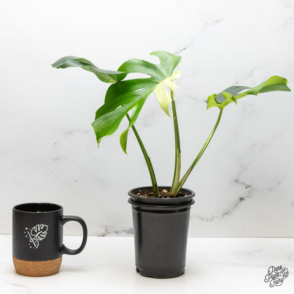 Monstera deliciosa 'Light Lime' (wk52-UM)