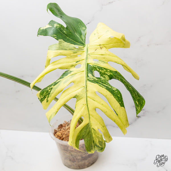 Monstera Deliciosa 'Masterpiece' (wk47-UA)