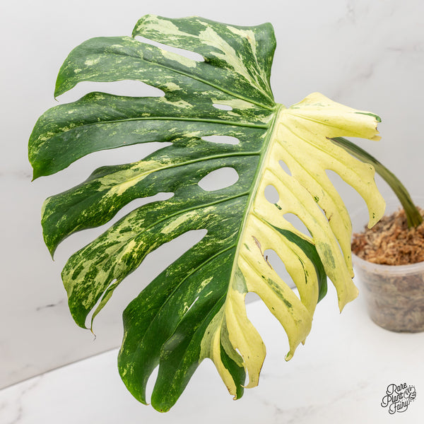 Monstera Deliciosa 'Masterpiece' (wk47-UA)