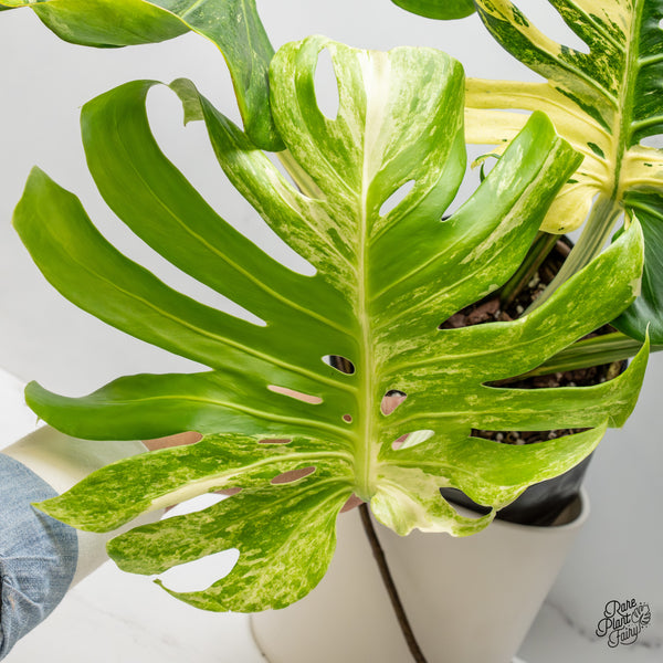 Monstera Deliciosa 'Masterpiece' (wk51-UM) - Original US Clone