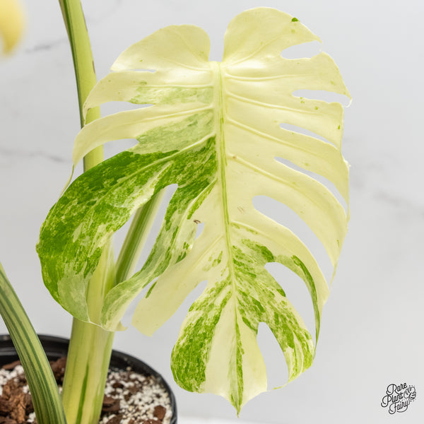 Monstera Deliciosa 'Masterpiece' (wk5-UL)