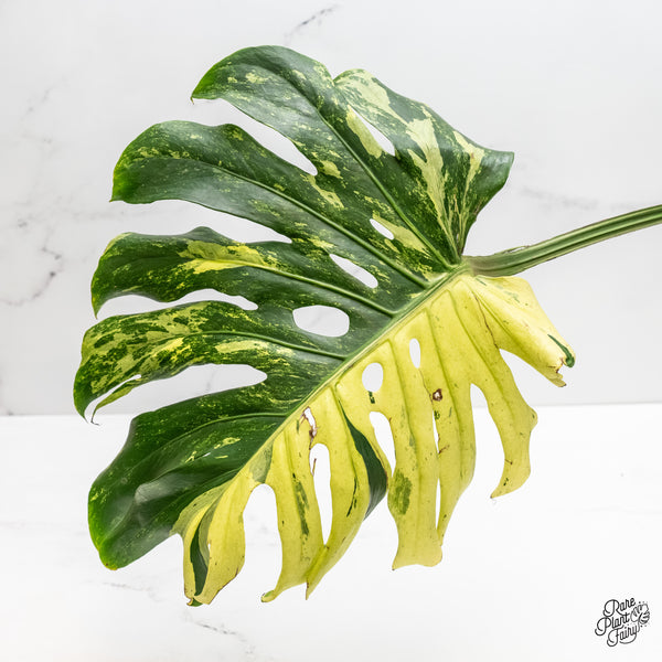 Monstera Deliciosa 'Masterpiece' (wk5-UL)