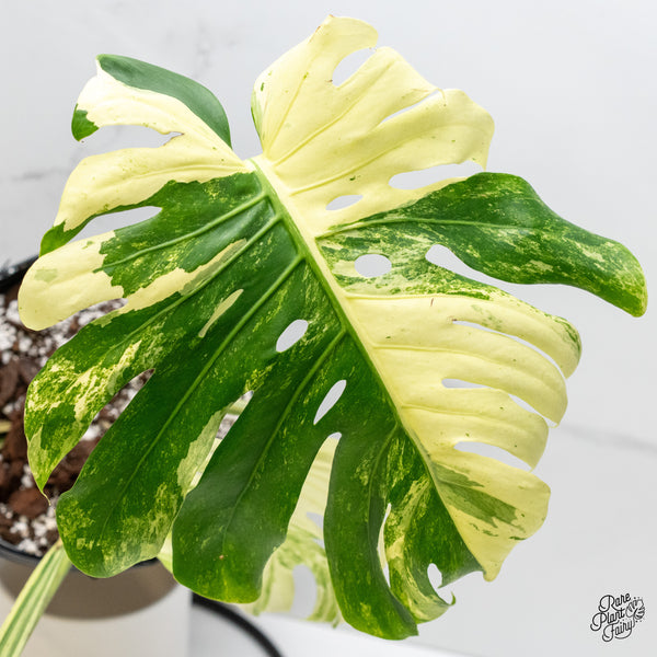 Monstera Deliciosa 'Masterpiece' (wk5-UL)