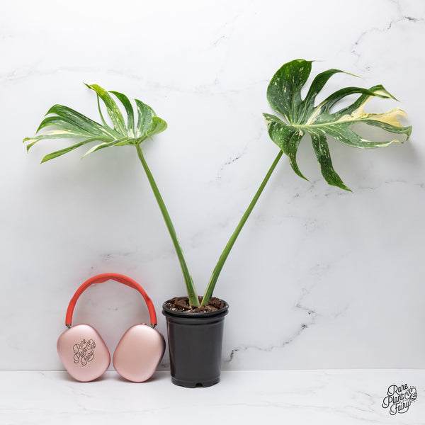 Monstera Deliciosa 'Medusa' (wk35-H)