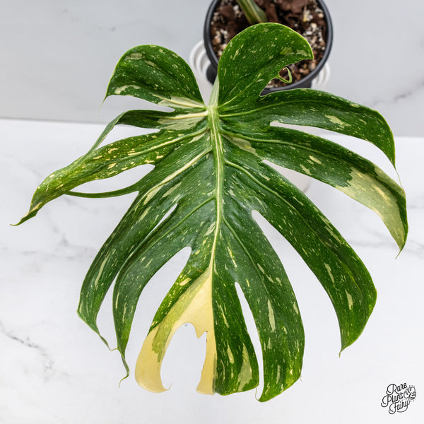 Monstera Deliciosa 'Medusa' (wk35-H)