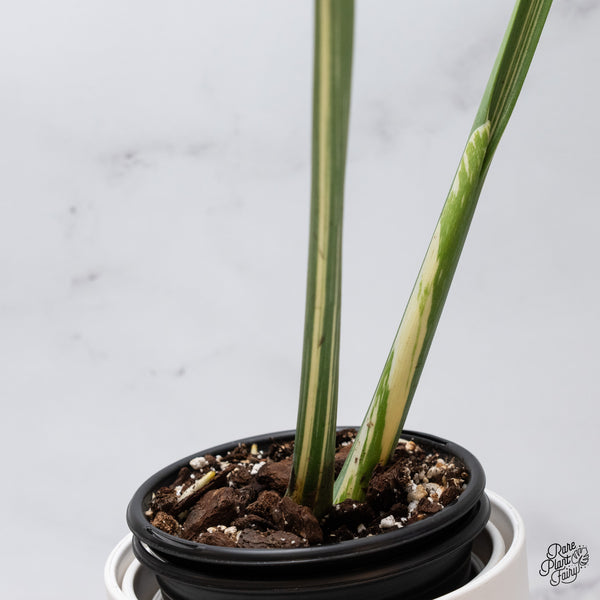 Monstera Deliciosa 'Medusa' (wk35-H)