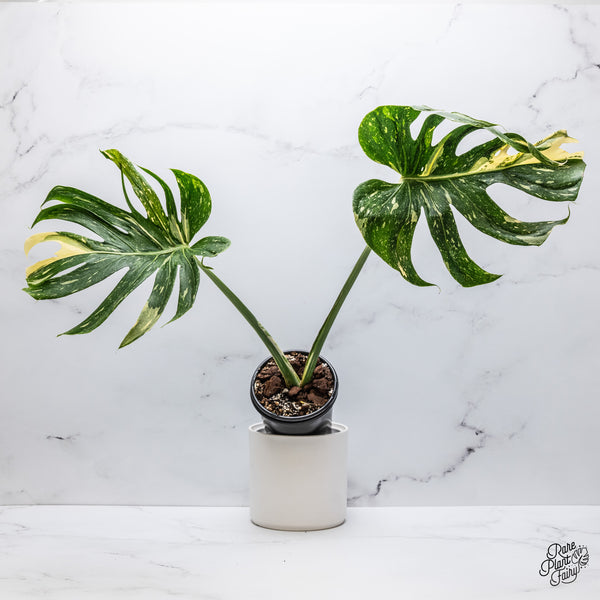Monstera Deliciosa 'Medusa' (wk35-H)