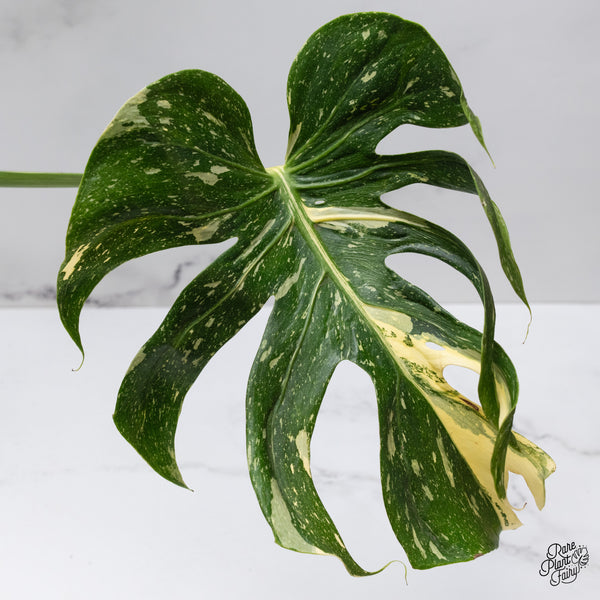 Monstera Deliciosa 'Medusa' (wk35-H)