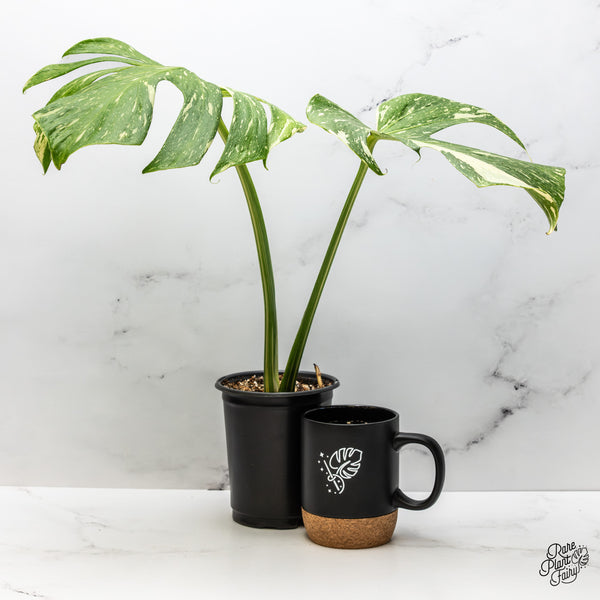 Monstera Deliciosa 'Medusa' (wk45-E)