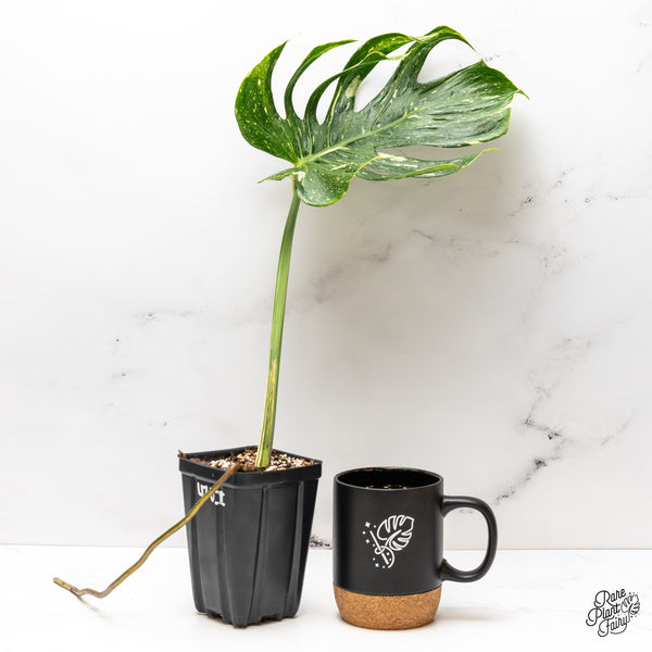 Monstera Deliciosa 'Medusa' (wk47-UI)