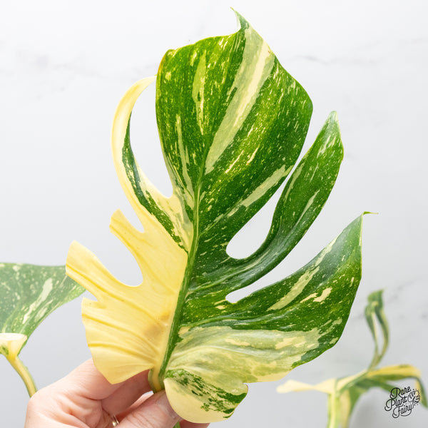 Monstera Deliciosa 'Medusa' (wk49-UP)