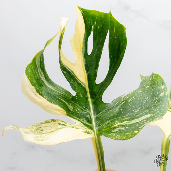Monstera Deliciosa 'Medusa' (wk49-UP)