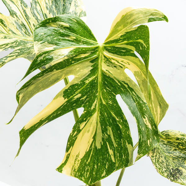 Monstera Deliciosa 'Medusa' (wk50-UF) *Ultra High Color*