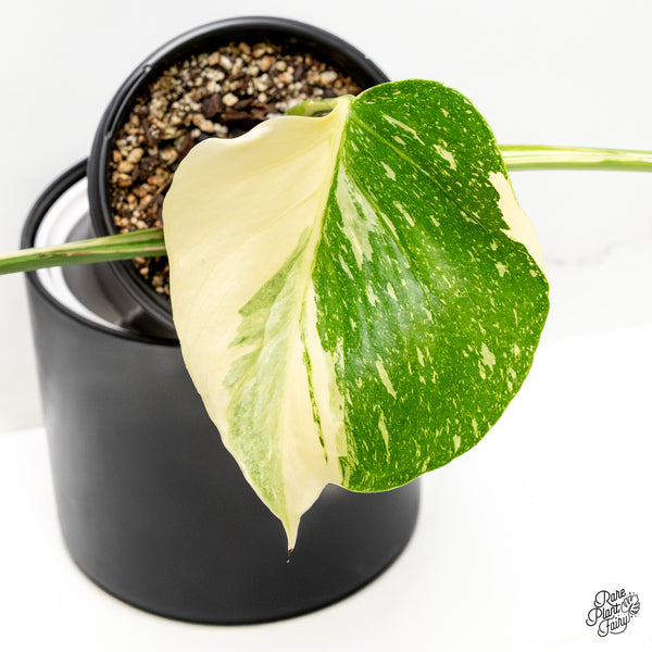 Monstera Deliciosa 'Medusa' (wk51-UD)