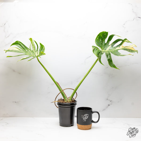 Monstera Deliciosa 'Medusa' (wk51-UF)
