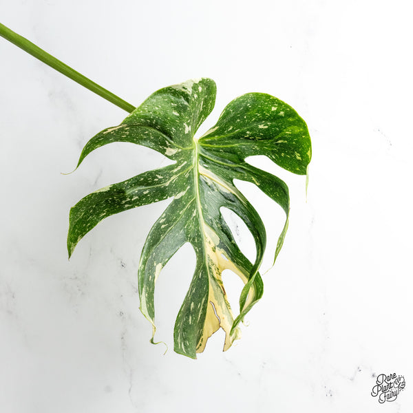 Monstera Deliciosa 'Medusa' (wk51-UF)