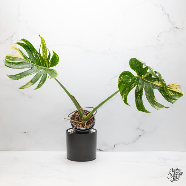 Monstera Deliciosa 'Medusa' (wk51-UF)