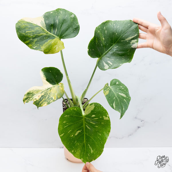 Monstera Deliciosa 'Miracle' (wk37-O)