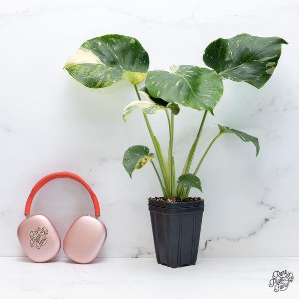 Monstera Deliciosa 'Miracle' (wk37-O)