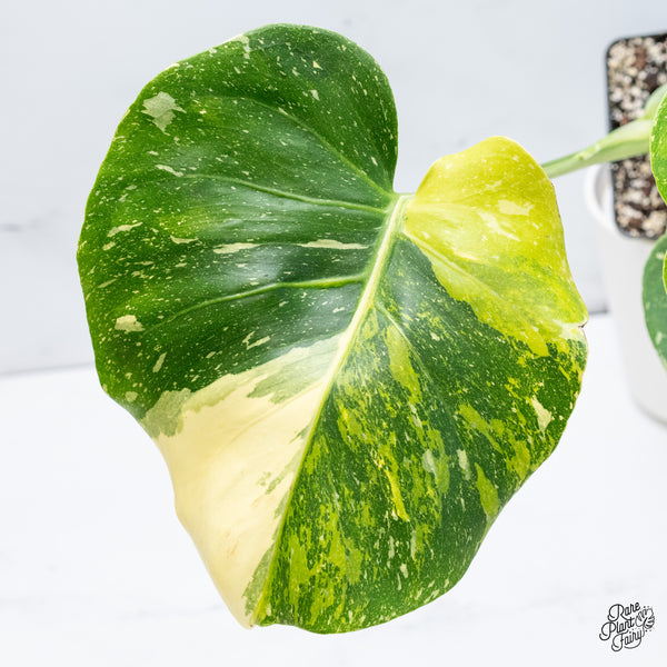 Monstera Deliciosa 'Miracle' (wk37-O)