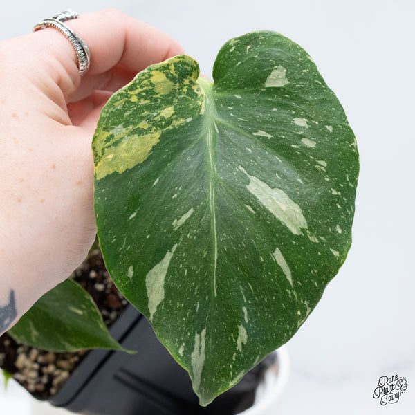 Monstera Deliciosa 'Miracle' (wk37-O)