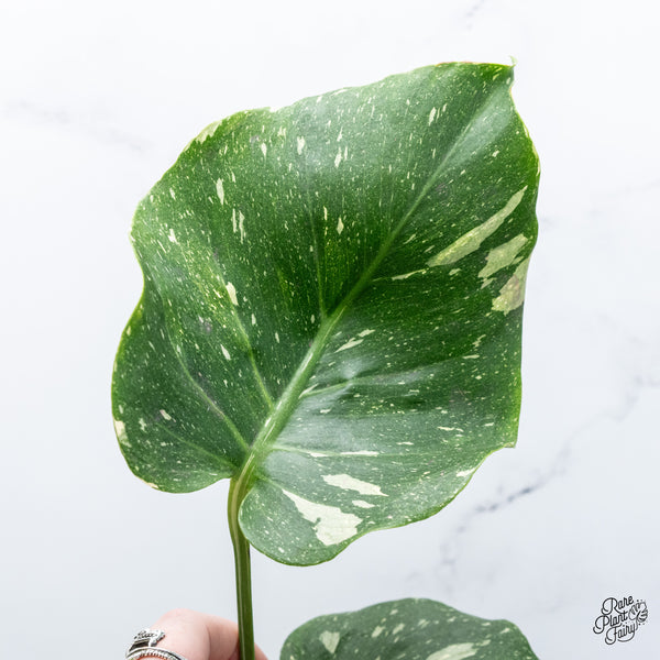 Monstera Deliciosa 'Miracle' (wk37-O)