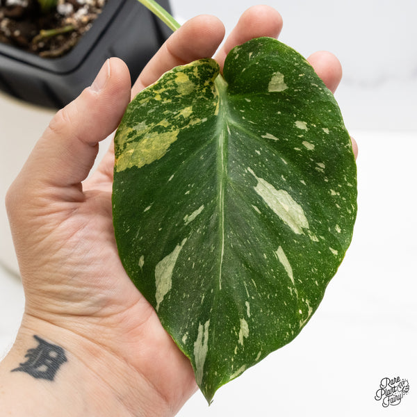 Monstera Deliciosa 'Miracle' (wk45-D)