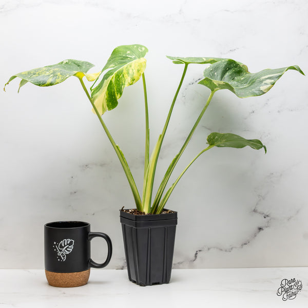 Monstera Deliciosa 'Miracle' (wk45-D)