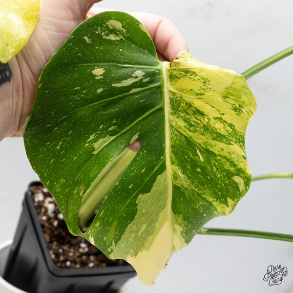 Monstera Deliciosa 'Miracle' (wk45-D)