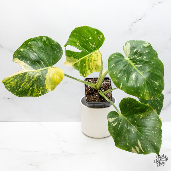 Monstera Deliciosa 'Miracle' (wk45-D)