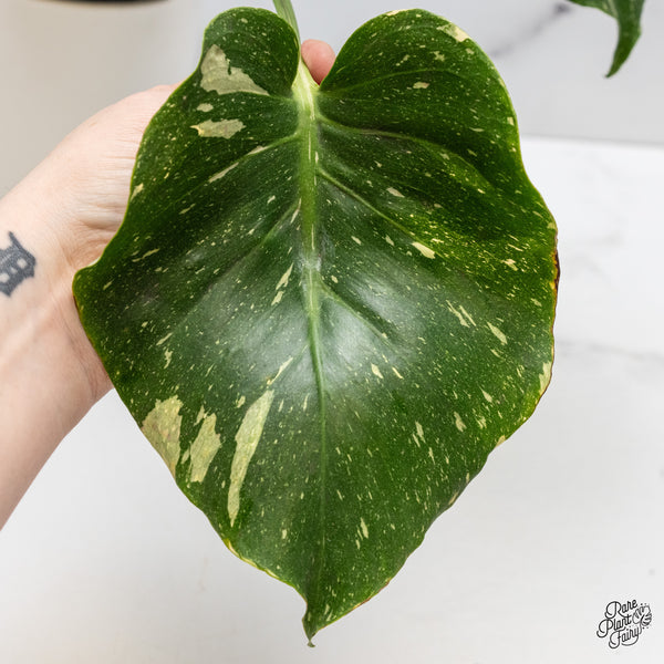 Monstera Deliciosa 'Miracle' (wk45-D)