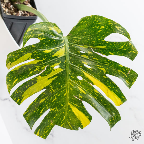 Monstera Deliciosa 'Miracle' (wk46-A)