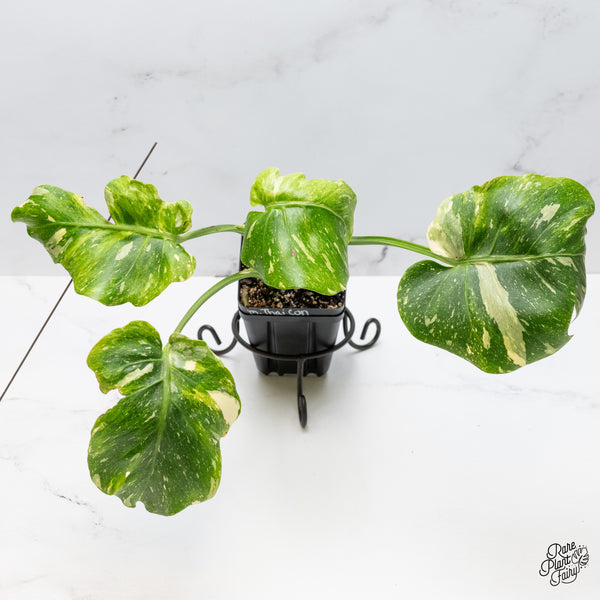 Monstera Deliciosa Thai constellation Tricolor *Contorted* (wk49-D)