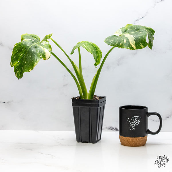 Monstera Deliciosa Thai constellation Tricolor *Contorted* (wk49-D)