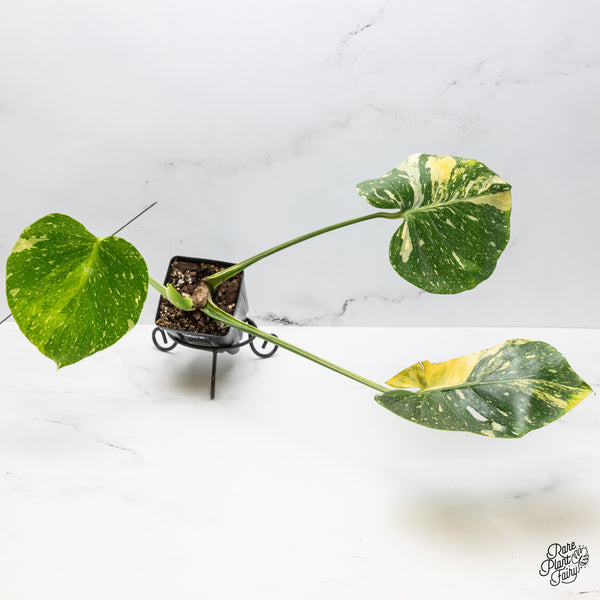 Monstera Deliciosa 'Miracle' (wk49-UN)