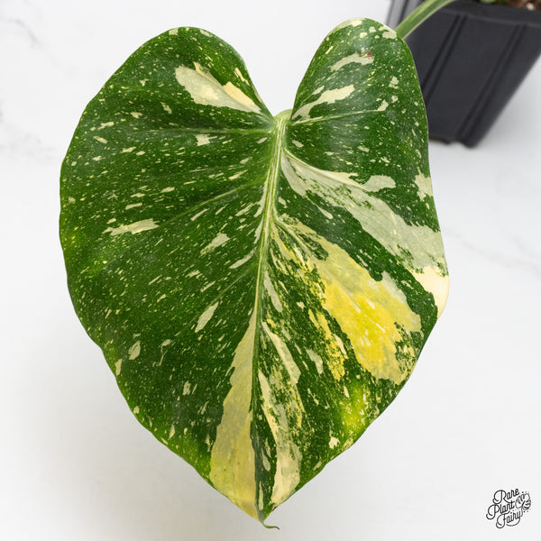 Monstera Deliciosa 'Miracle' (wk49-UN)