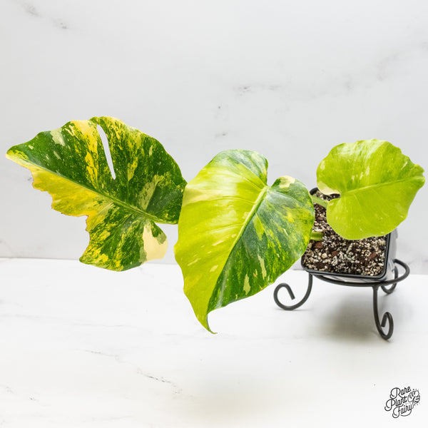 Monstera Deliciosa 'Miracle' (wk51-UA)