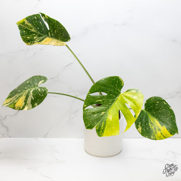 Monstera Deliciosa 'Miracle' (wk5-UT)