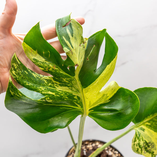 Monstera Deliciosa 'Ocean Mint' (wk46-Z)